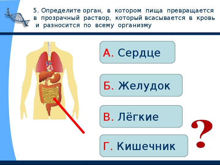 Работу внутренних органов. Орган в котором пища превращается в прозрачный раствор. В каком внутреннем органе пища превращается в прозрачный раствор. В кауом внутреннем оргвне пища превра. Орган человека, который переваривающий пищу в прозрачные растворы..