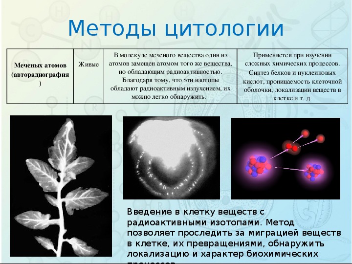 Метод меченых атомов картинки