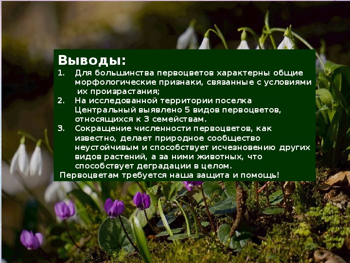 Первоцветы презентация 1 класс. Защита первоцветов. Первоцветы презентация. Меры по охране первоцветов. Правила охраны первоцветов.