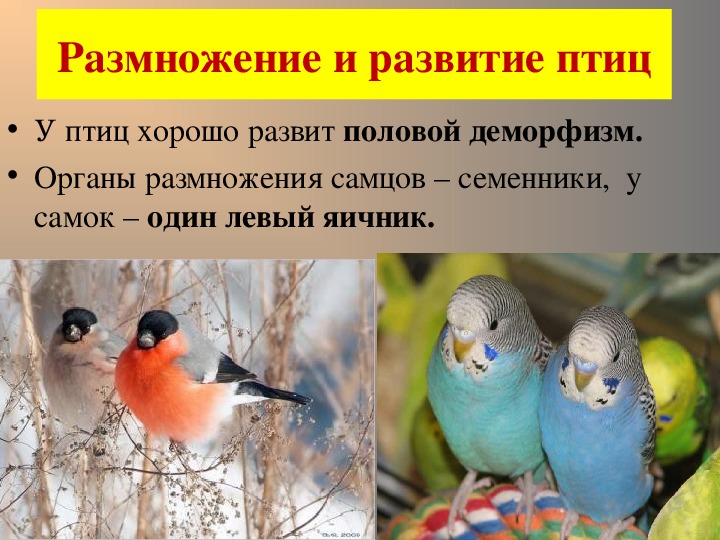 Тест размножение птиц. Размножение птиц презентация. Особенности развития пт. Птицы размножаются. Класс птицы размножение.