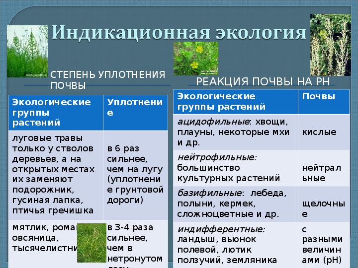 Какие есть экологические группы. Экологические группы растений по отношению. Экологические группы растений таблица. Характеристика экологических групп растений. Группы растений по отношению.