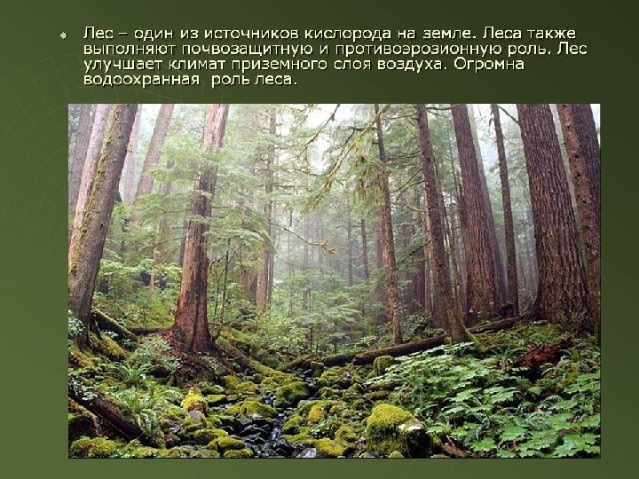 Презентация "Лес - наше богатство. Сбережём леса для потомков".