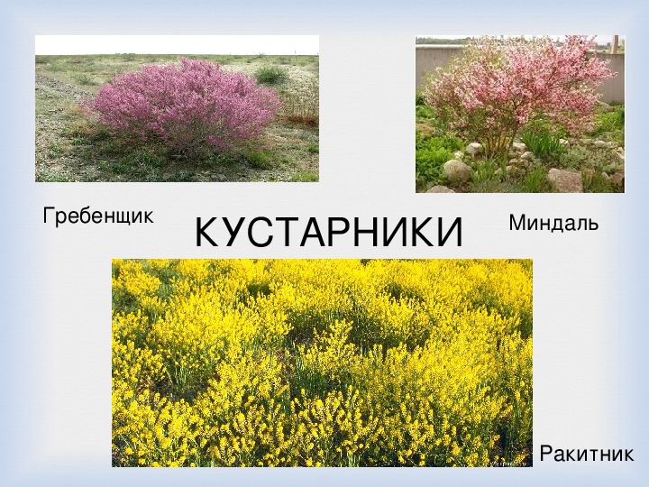 Кустарники казахстана названия и фото