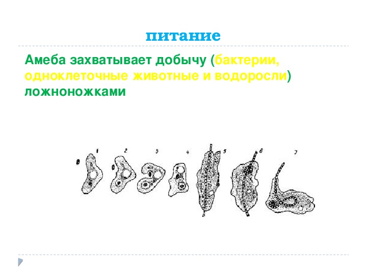 Каких животных объединяют в группу корненожки составьте план ответа об особенностях амебы