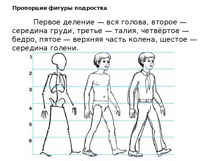 Пропорции 2 класс изо презентация