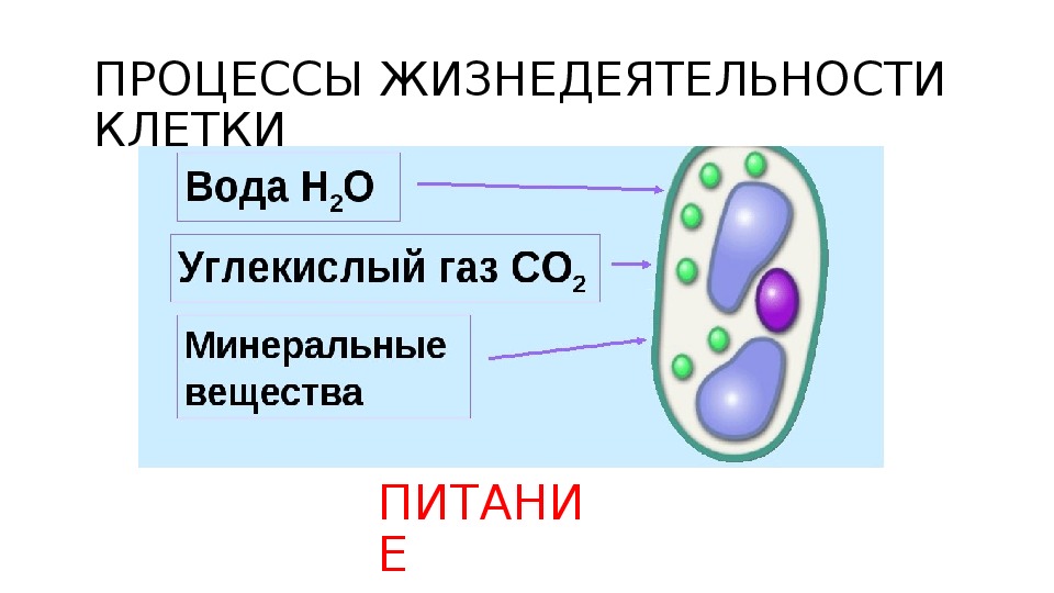 Питание клетки растения. Процессы жизнедеятельности растительной клетки. Процессы жизнедеятельности растительной клетки 6 класс биология. Процесс жизнедеятельности растительной клетки схема. Процессы жизнедеятельности клетки 5 класс Пономарева.