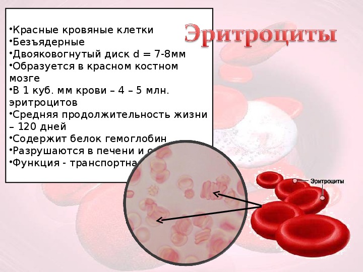 Кровь это жизнь без нее. Эритроциты в крови биология 8 класс. Белок крови 8 класс биология. Клетки крови человека 8 класс биология. Кровь функции крови 8 класс.