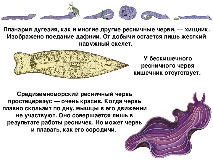 Расскажите об образе жизни плоских червей