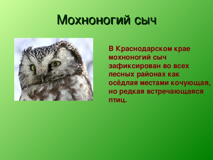 Птицы краснодарской красной книги. Краснокнижные птицы Краснодарского края. Птицы Краснодарского края занесенные в красную книгу. Красная книга Краснодарского края птицы. Птицы Краснодарского края презентация.