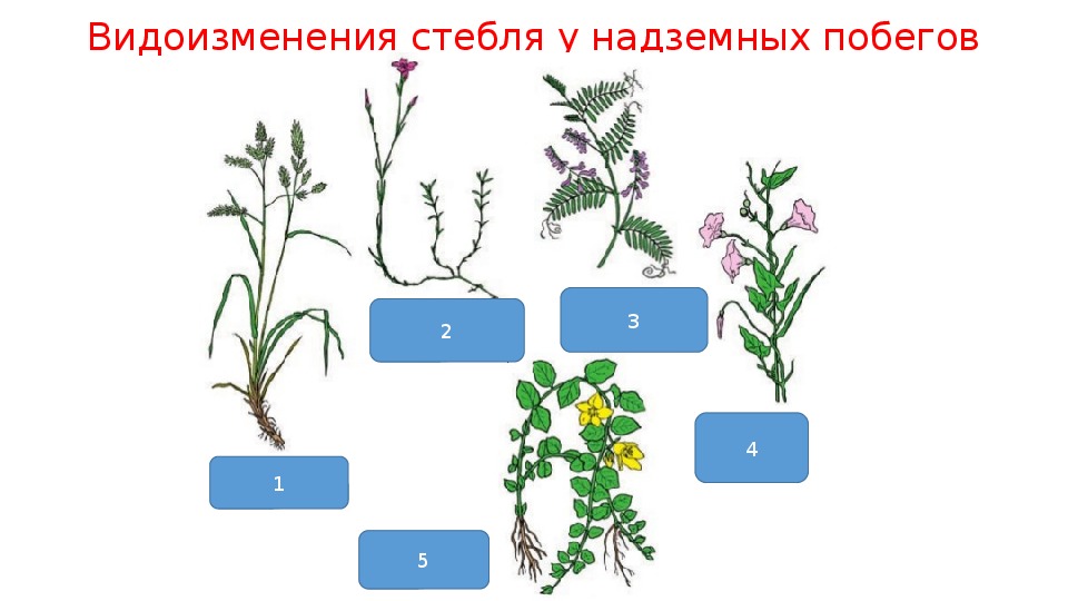 Тема стебель по биологии 6 класс