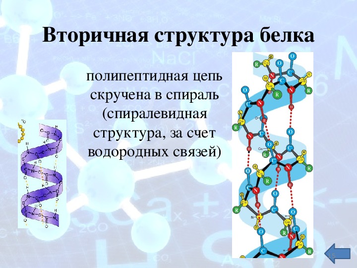 Белки 10 класс