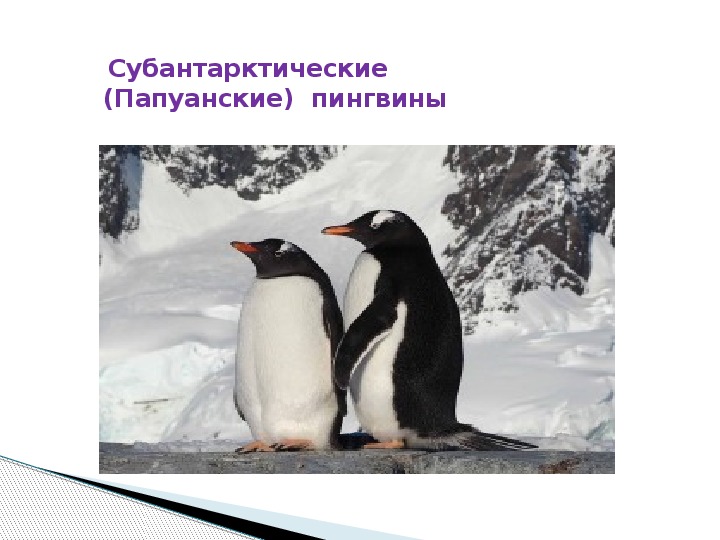 Какой тип развития характерен для субантарктического пингвина. Животные субантарктического пояса. Субарктический и Субантарктический животные. Субантарктический климатический пояс животные. Субантарктический пояс растения и животные.