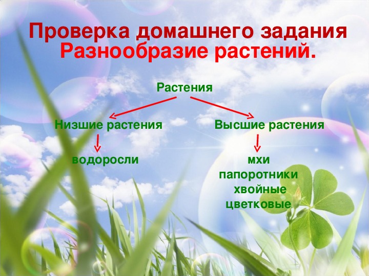 Презентация мир растений окружающий мир 3 класс. Солнце растения и мы с вами 3 класс.
