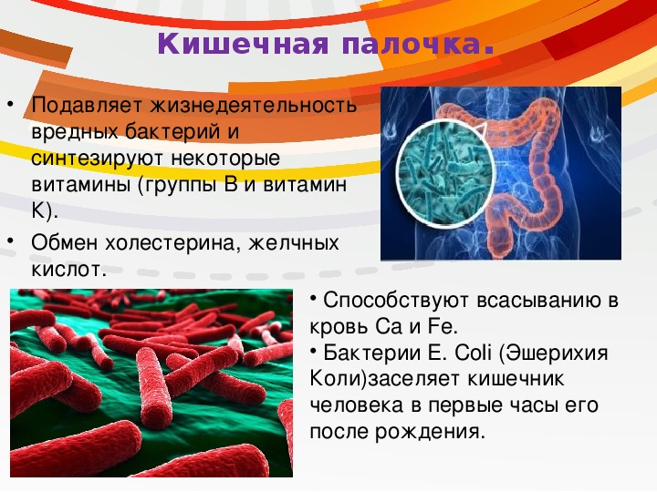 Роль бактерий толстого кишечника человека