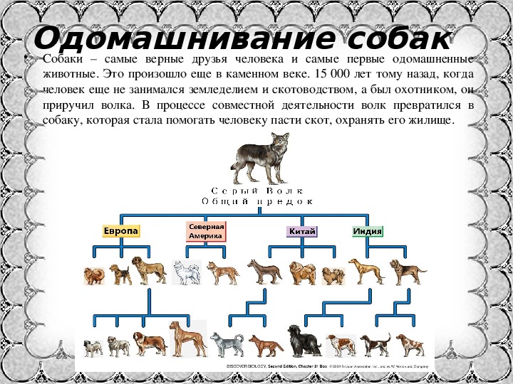 Уроки приручения часть 2. Этапы процесса одомашнивания животных. Одомашнивание собаки. Приручение животных история. Схема происхождения собак.