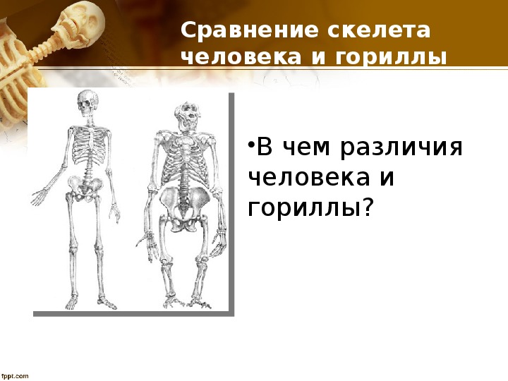 Отличия скелета человека от млекопитающего. Сравнение скелета человека. Сходство скелета гориллы и человека. Горилла и человек сравнение. Сходства и различия скелета человека и гориллы.