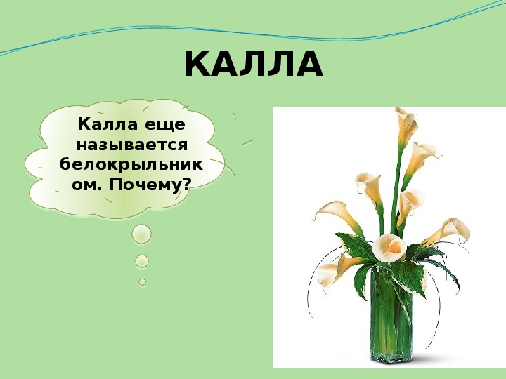 Презентация что растет. Что растет на подоконнике. Окружающий мир 1 класс что растет на подоконнике.