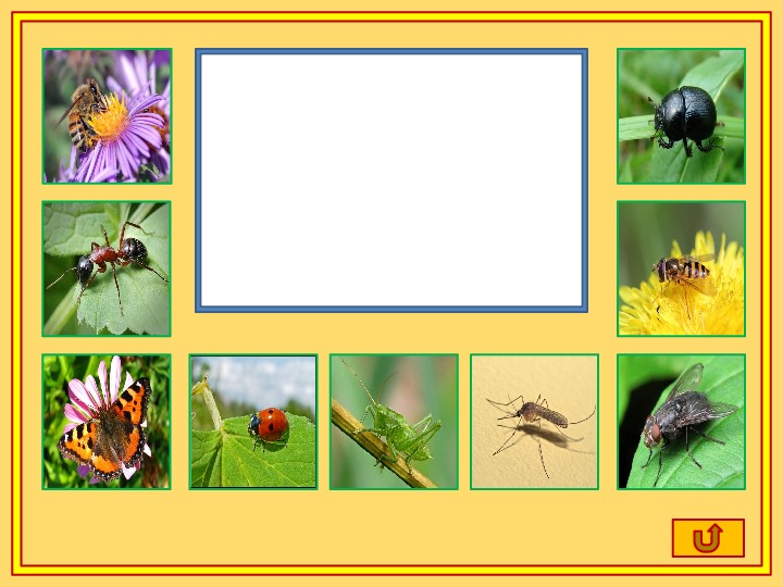 Выбери насекомых