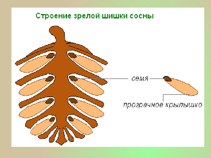 Мужские шишки сосны обыкновенной рисунок