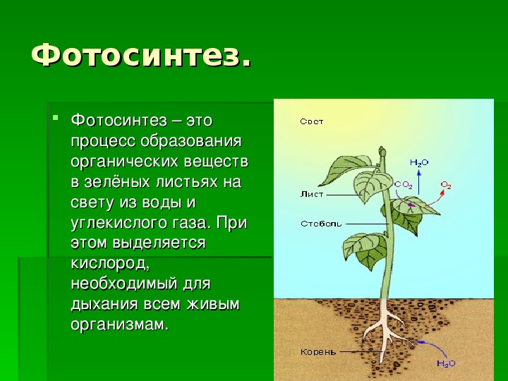 Сообщение на тему фотосинтез 6 класс. Фотосинтез. Процесс фотосинтеза. Фотосинтез у растений. Фотосинтез 6 класс.