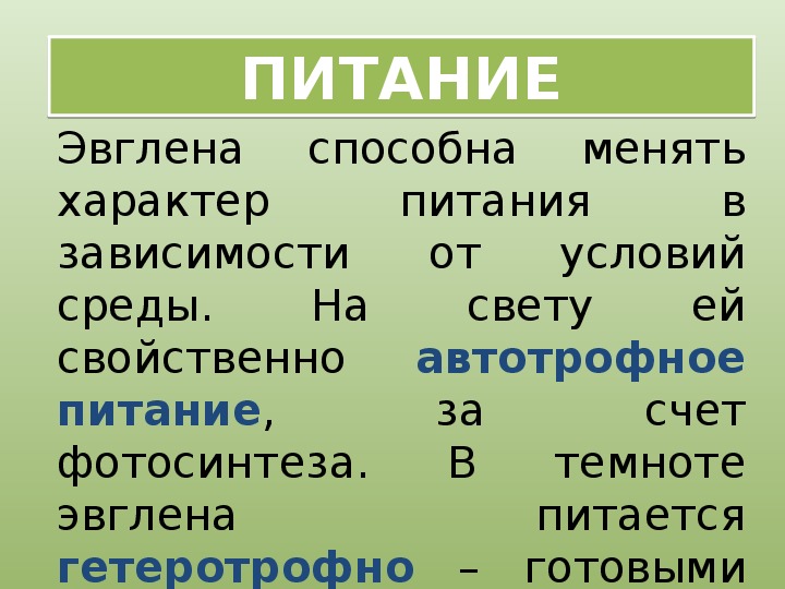 Эвглена зеленая питание. Эвглена зеленая Тип питания. Питание эвглены. Питание эвглены зеленой. Тип питания эвглены.