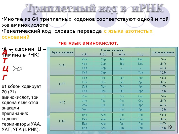 Тест белки ответы