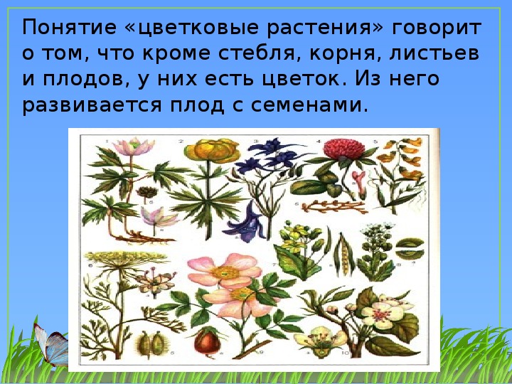 Примеры про растения. Цветковые растения окружающий мир. Разнообразие цветковых растений. Презентация по окружающему миру растения. Тема мир растений.