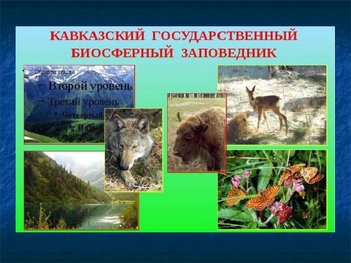 Красная книга краснодарского края презентация кубановедение 1 класс