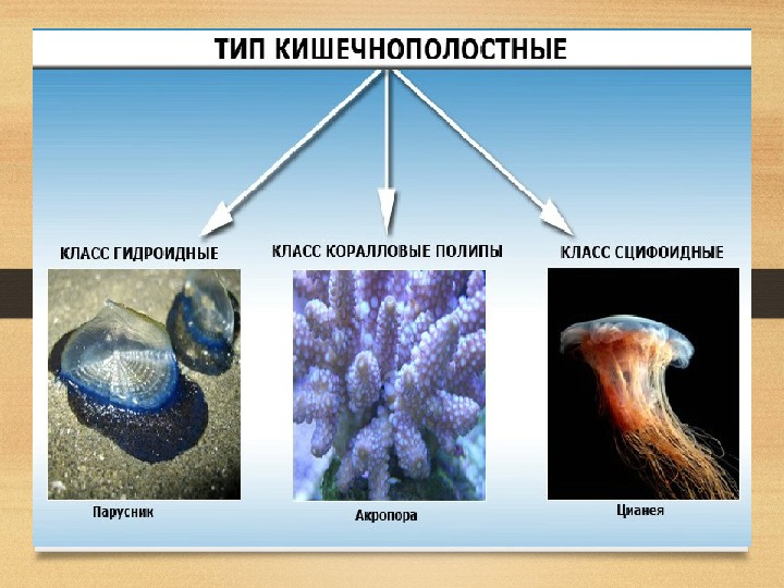 Классы кишечнополостных биология