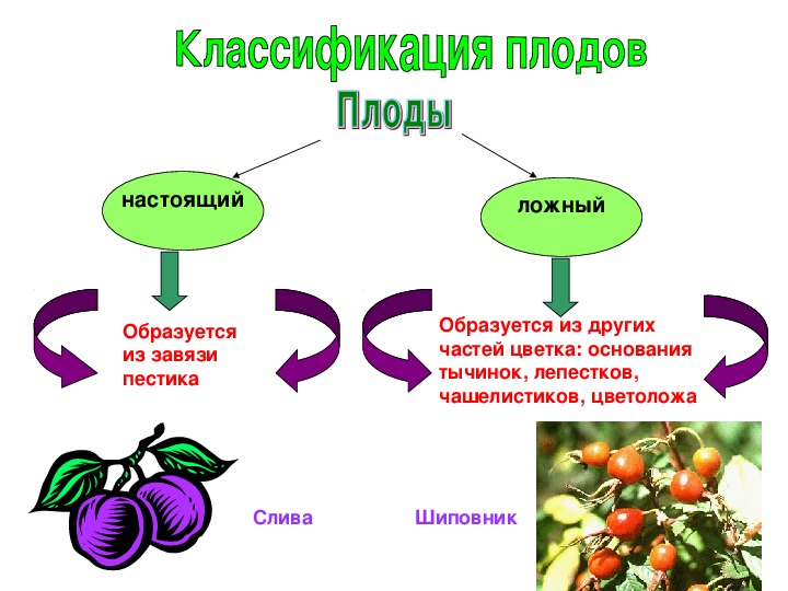Презентация по биологии на тему "Плоды" (6  класс, биология)
