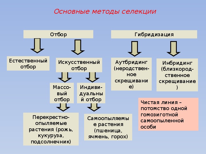 Селекция биология