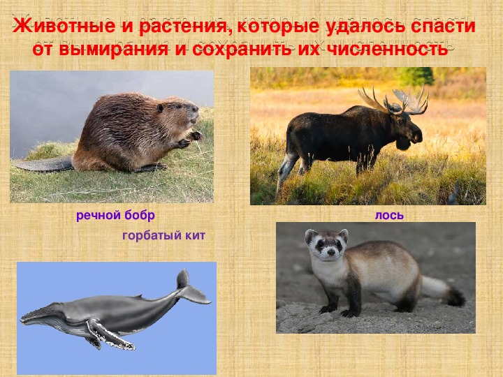 Укажи зверей