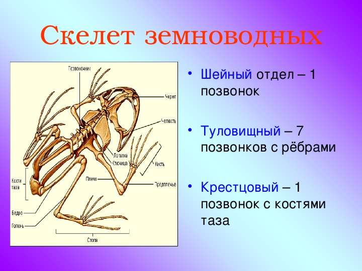 Скелет земноводных схема биология 7 класс таблица