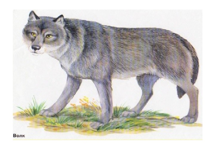 Картинка волк лиса медведь. Волк для детей. Дикие животные волк для детей. Волк картинка для детей. Изображение волка для детей.