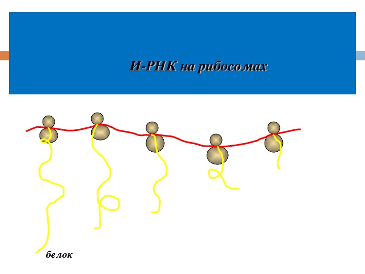 Матричный синтез белка. Рибосома и РНК. Движение рибосомы по РНК. Молекулярная биология. Рибосомы и Биосинтез белка. Передача наследственной информации от ДНК К ИРНК.
