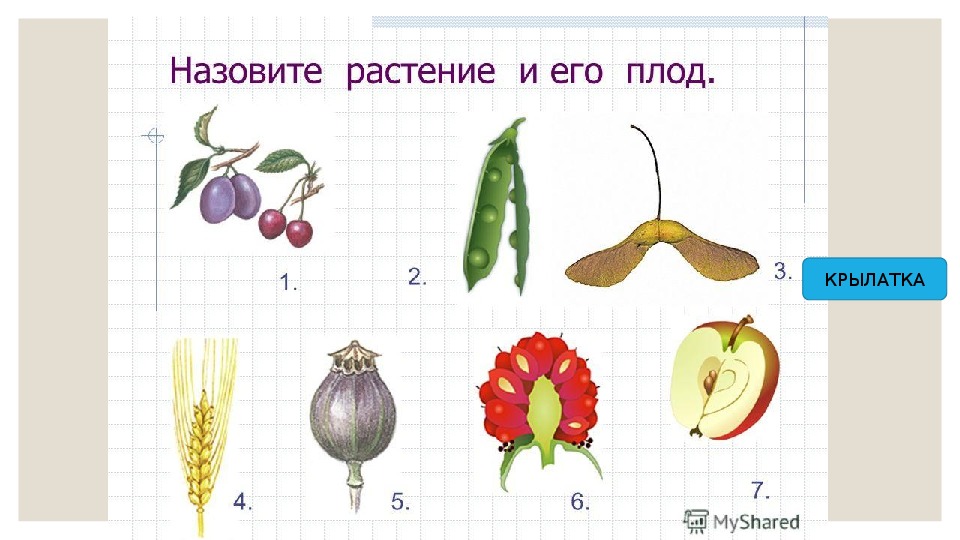 Плод растений 4 буквы