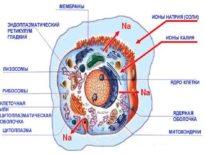 Строительная клетка