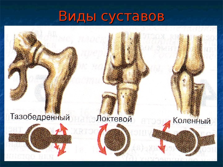 Рисунок сустава биология 8 класс