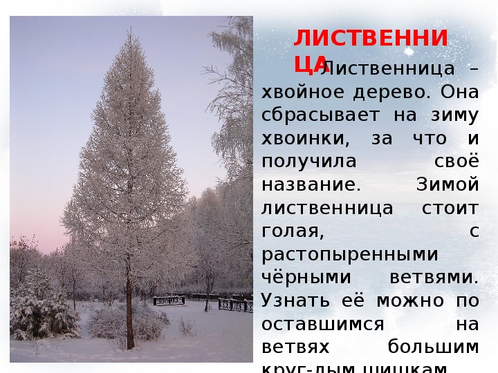 Презентация "Учимся различать деревья и кустарники зимой" (1 класс, окружающий мир)