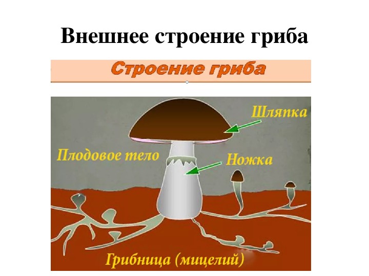 Презентация по биологии 5 класс. Строение и многообразие грибов. Строение гриба таблица.