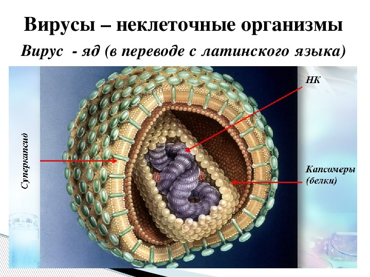 Фото строения. Капсид и суперкапсид. Строение вируса суперкапсид. Суперкапсид строение. Липидная оболочка вируса.