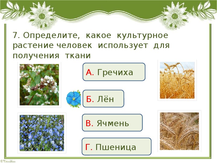 Определите к каким группам дикорастущих растений относятся представленные образцы технология 6 класс