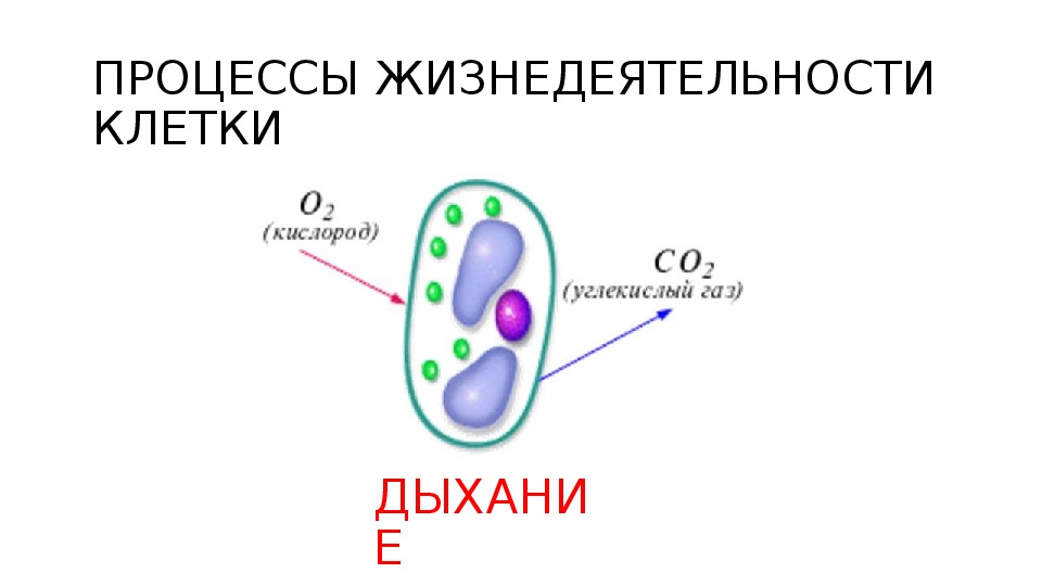 Тест дыхание клетки. Процессы жизнедеятельности клетки. Дыхание клетки. Биология жизнедеятельность клетки. Процессы жизнедеятельности клетки 6 класс.